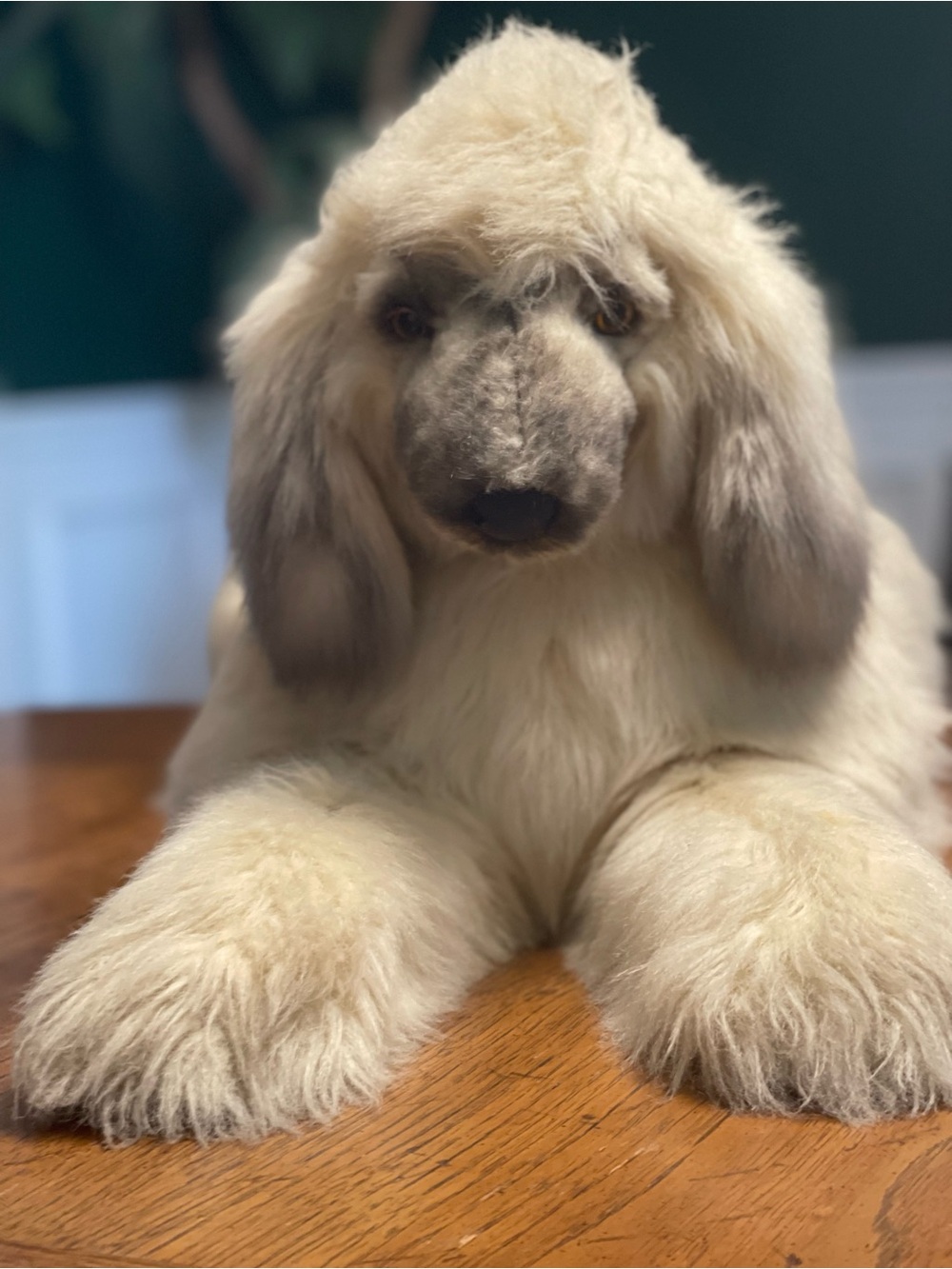 Jockline - Italy- Vintage classic poodle.
